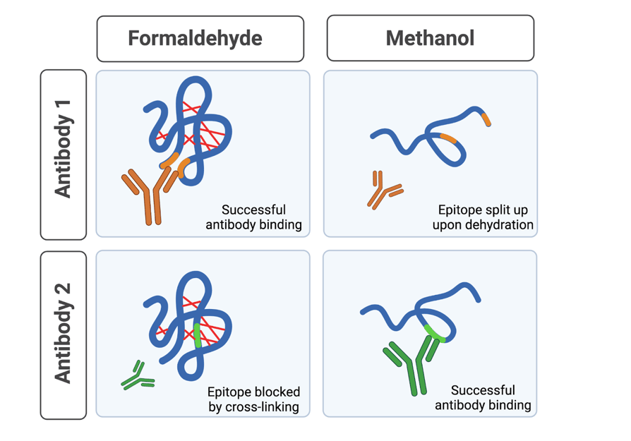 deep-dive-fixing-and-permeabilizing-for-immunofluorescence